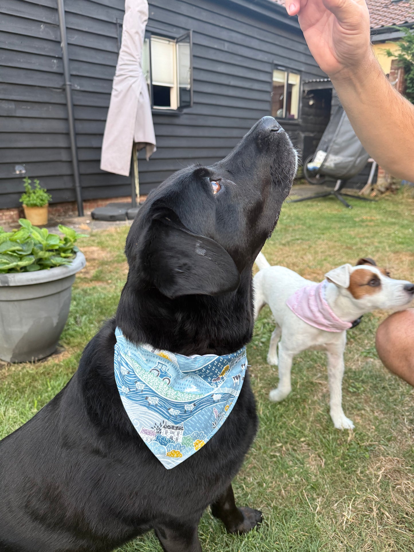 Farm Dog Bandana, 100% Cotton Dog Bandana, Farmhouse Pet Scarf, Country Dog Bandana, Rural Puppy Accessory, Cute Dog Gift, Farm Dog Gift