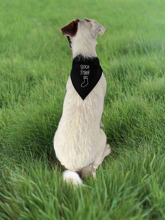 Sock thief Bandana on Parsons terrier 
