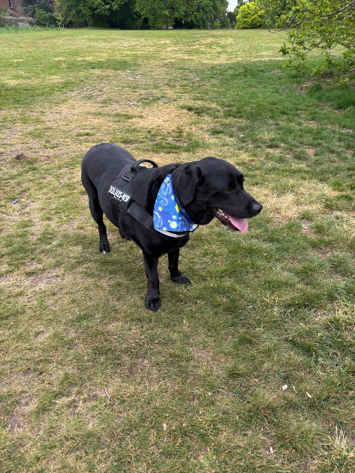 Starry Night Inspired Dog Bandana