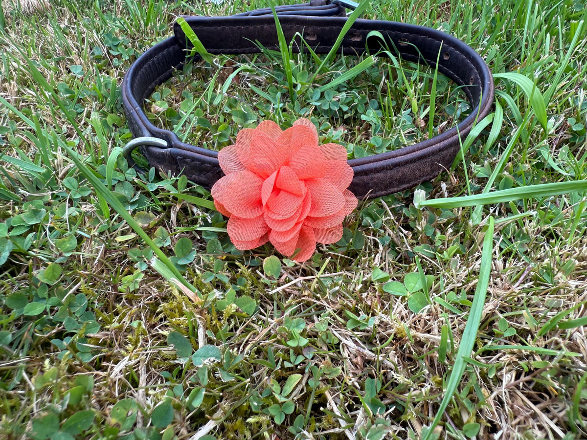 Removable Dog Collar Flower: Handmade Floral Pet Accessory