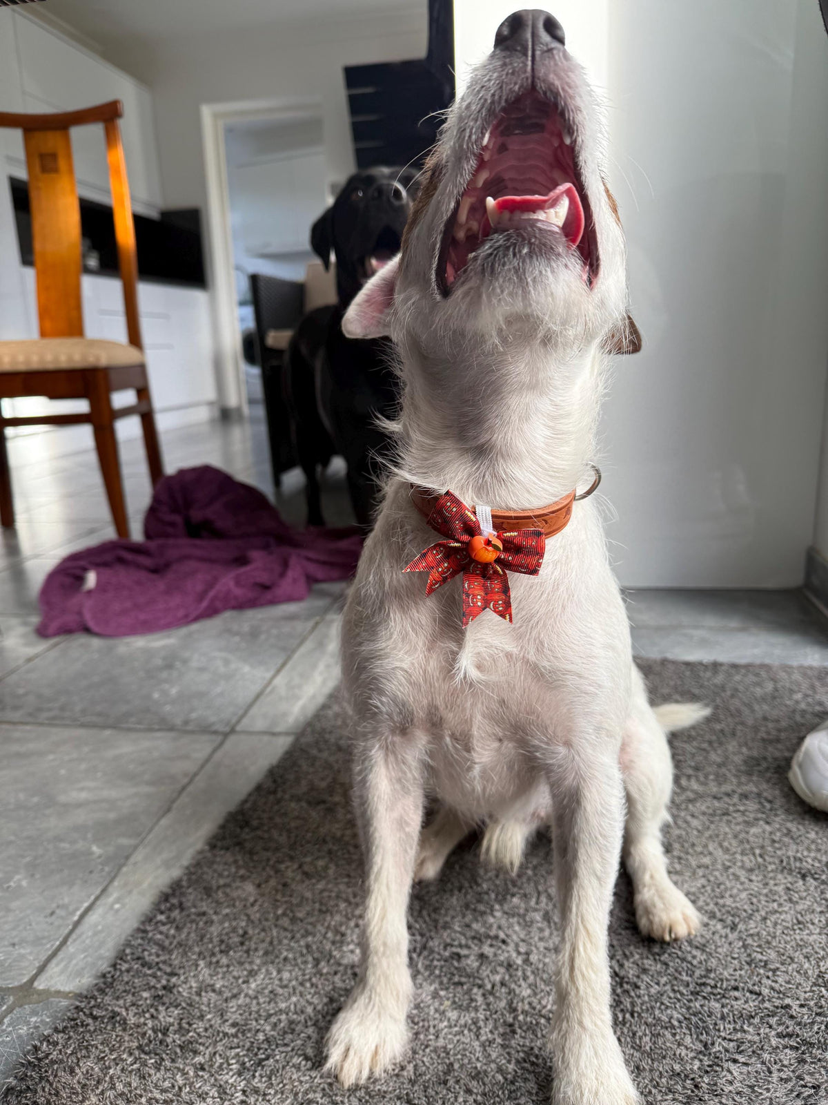 Halloween Dog Collar Bow | Limited Edition Pet Accessory | Ribbon Bow with Spooky Centerpiece | Festive Dog Collar Add-On |  Pet Costume