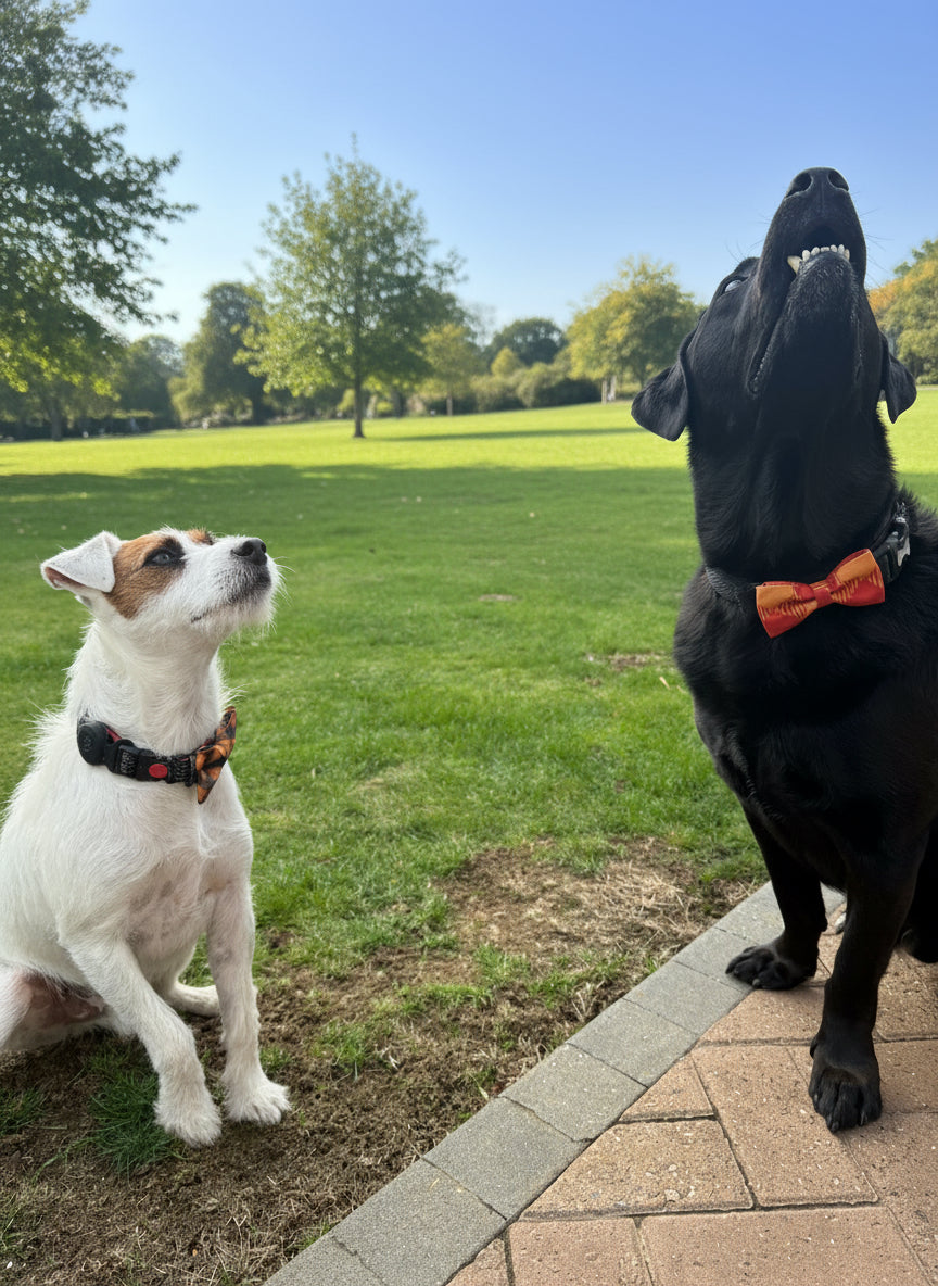 Two dogs, one white and one black, in a backyard setting with a brick wall and garden furniture in the background.